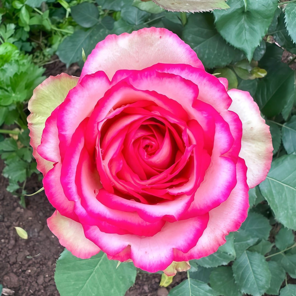 Monroe/Colour Shell Rose Plant｜梦露/彩色贝壳 image 2