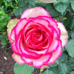 Monroe/Colour Shell Rose Plant｜梦露/彩色贝壳 image 2