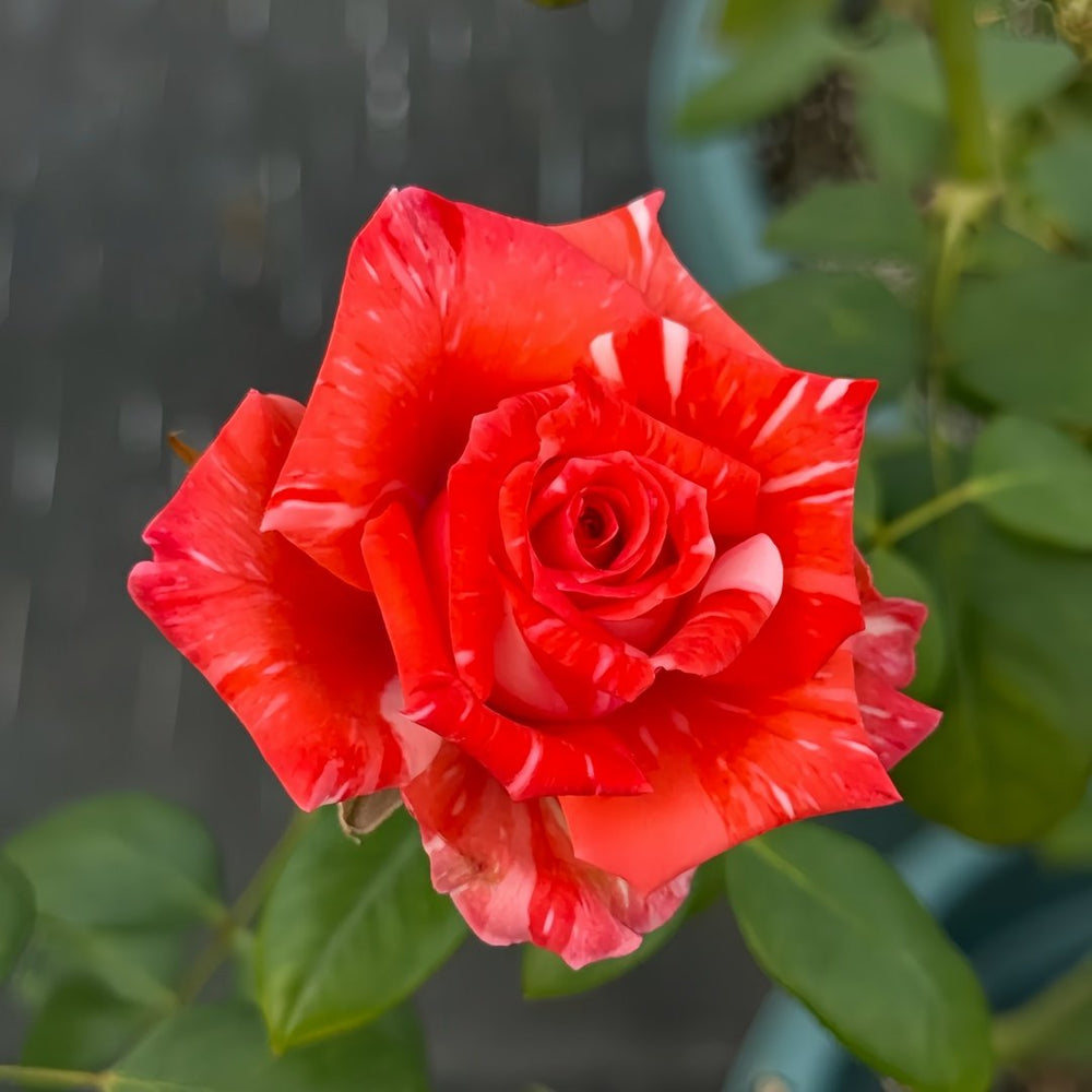 Wild Cat Rose|野猫 image 7