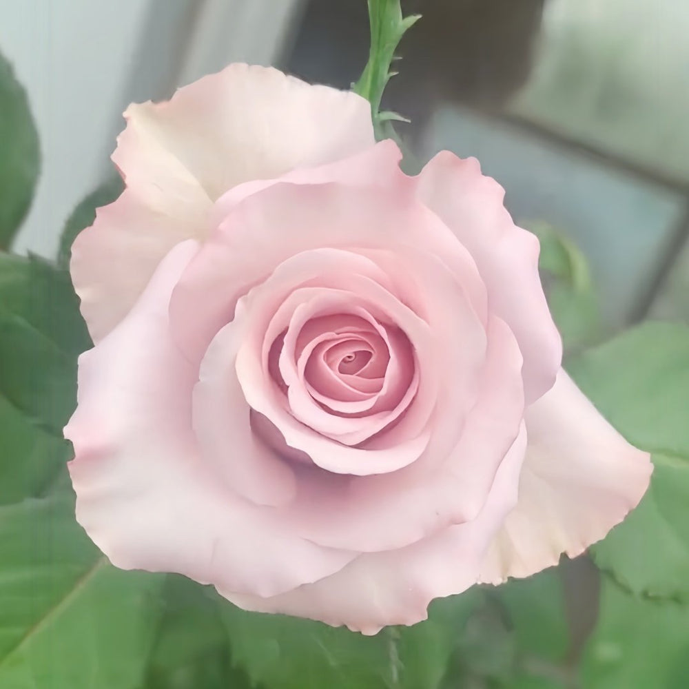 Vanquish Rose Plant｜征服 image 3
