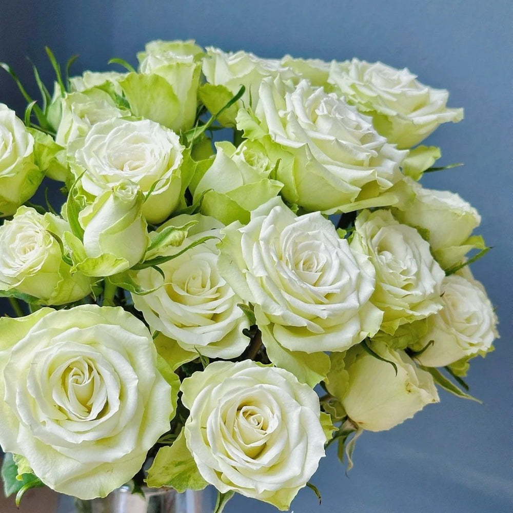 Mint Tea Rose Plant | 薄荷茶 image 3