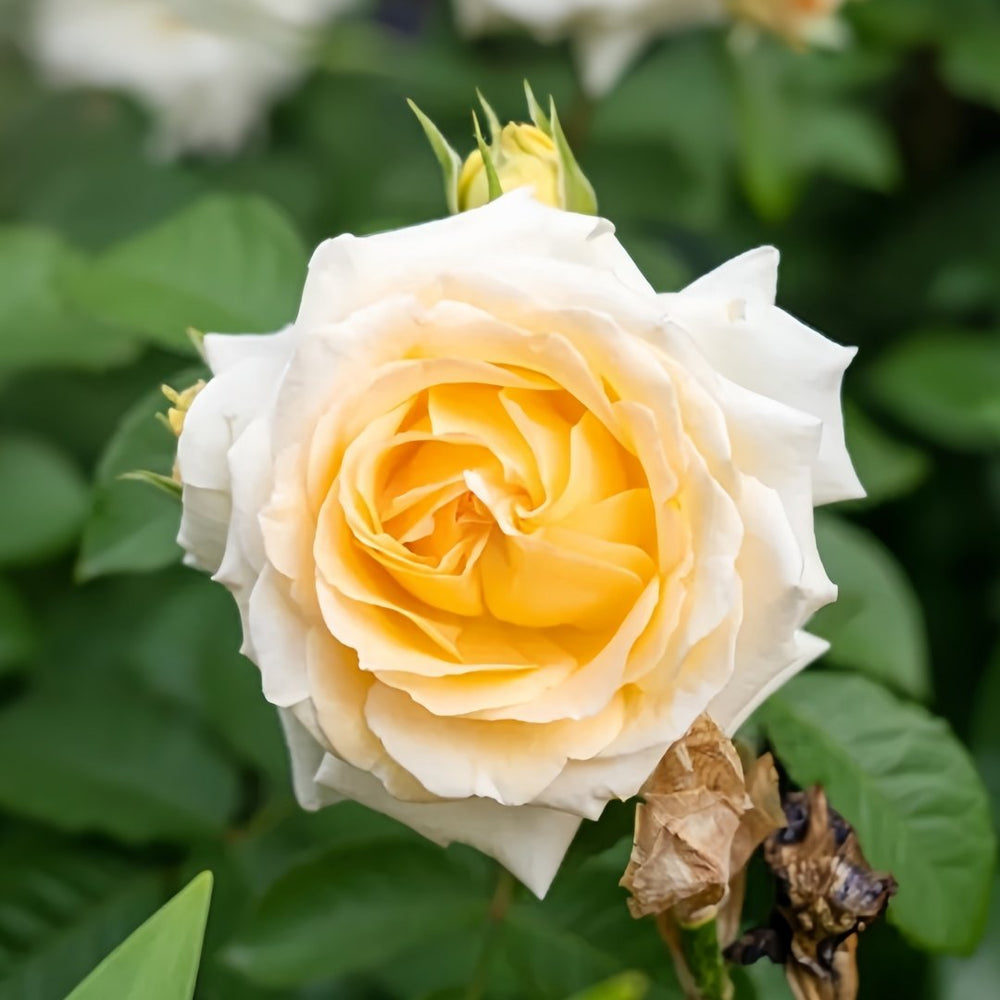 Dun Huang Rose Plant｜敦煌玫瑰 image 4