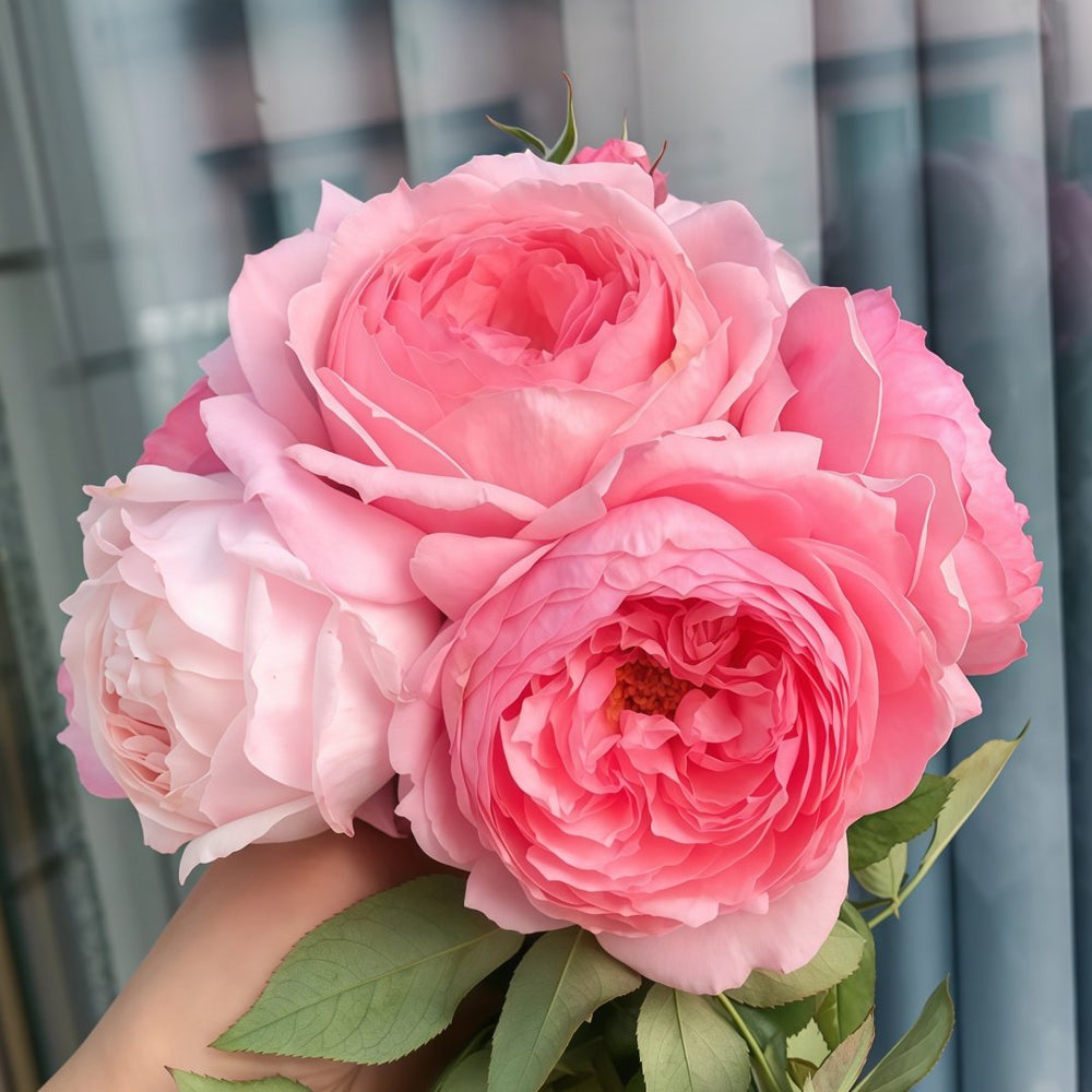 Bel Canto Rose Plant｜美声唱法 image 4
