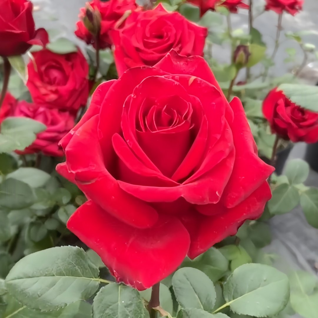Red France Rose Plant｜法国红 image 0