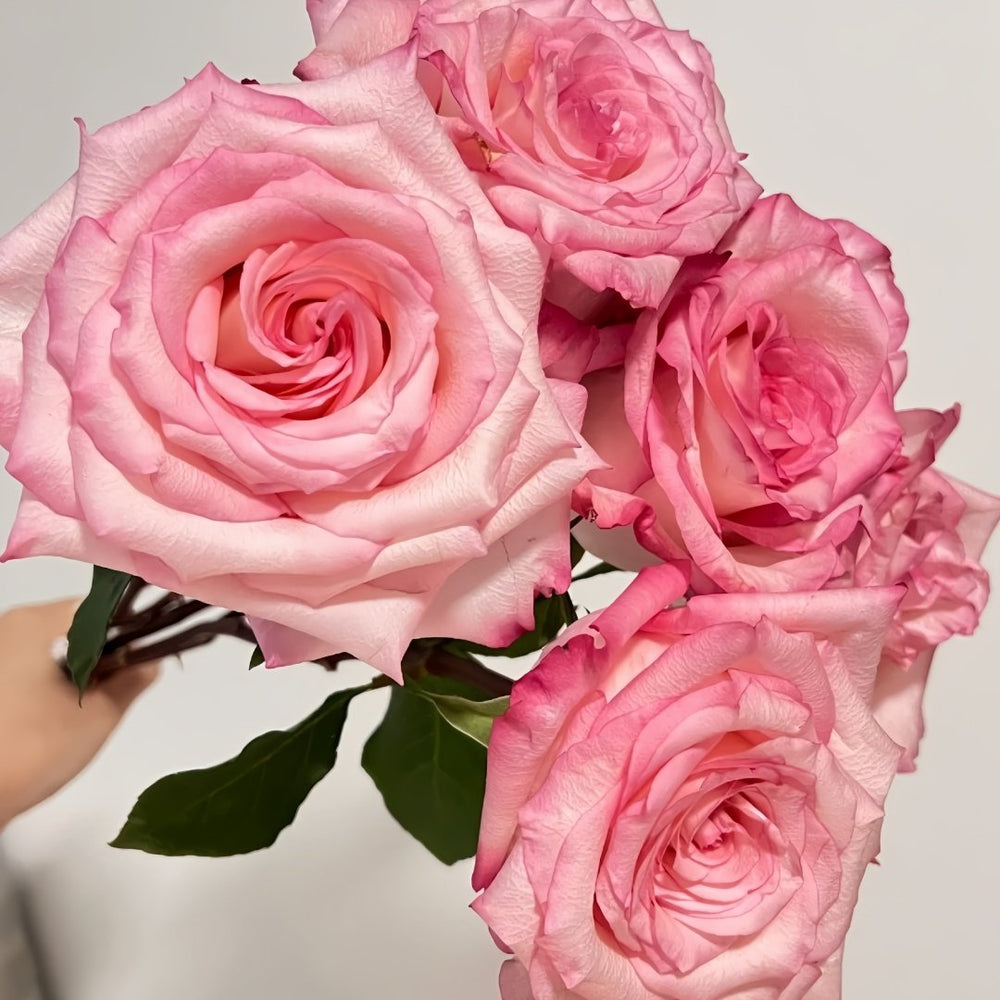 Wu Mei Niang Rose Plant｜武媚娘 image 9