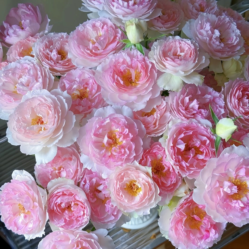 Martha Rose Plant｜玛莎 image 9