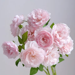 The Generous Gardener Rose Plant|慷慨的园丁 image 1