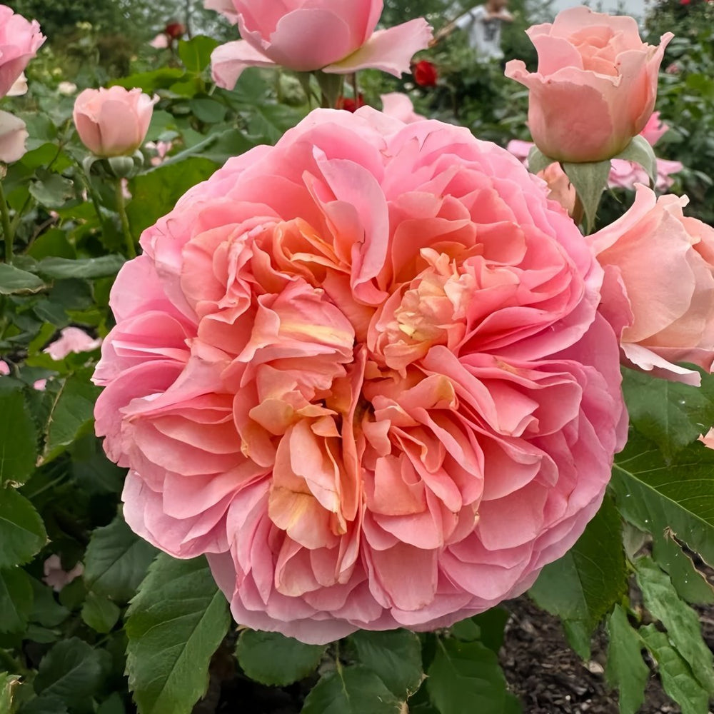 JinYan Rose Plant | 锦嫣 image 2