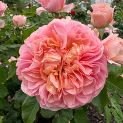 JinYan Rose Plant | 锦嫣 image 2