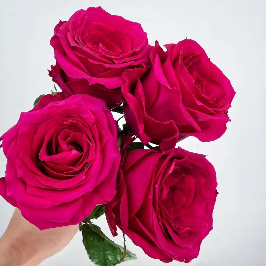 Good Vibes Rose Plant|好感觉/氛围感 image 5