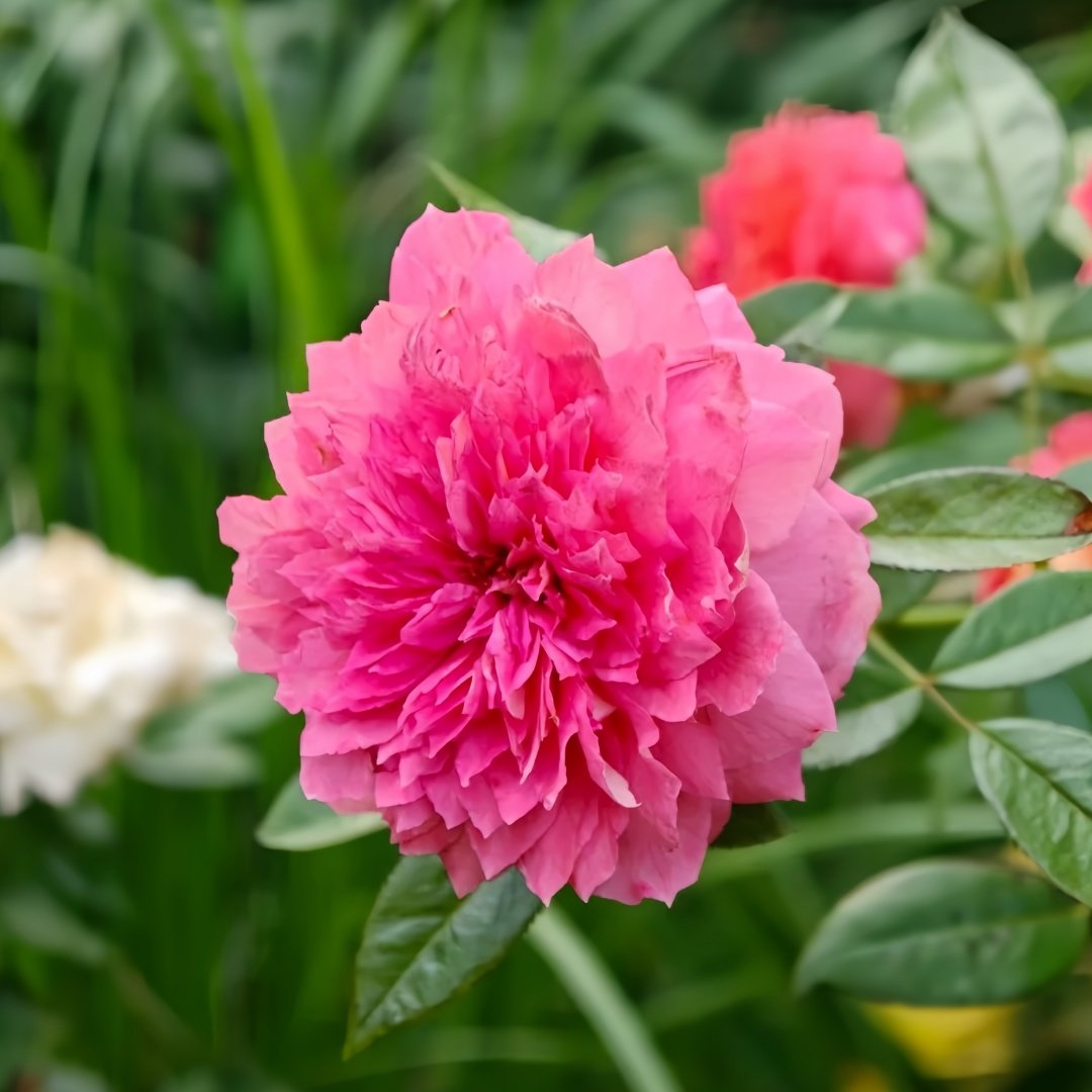 Argonauts Rose Plant｜阿尔戈英雄 image 4
