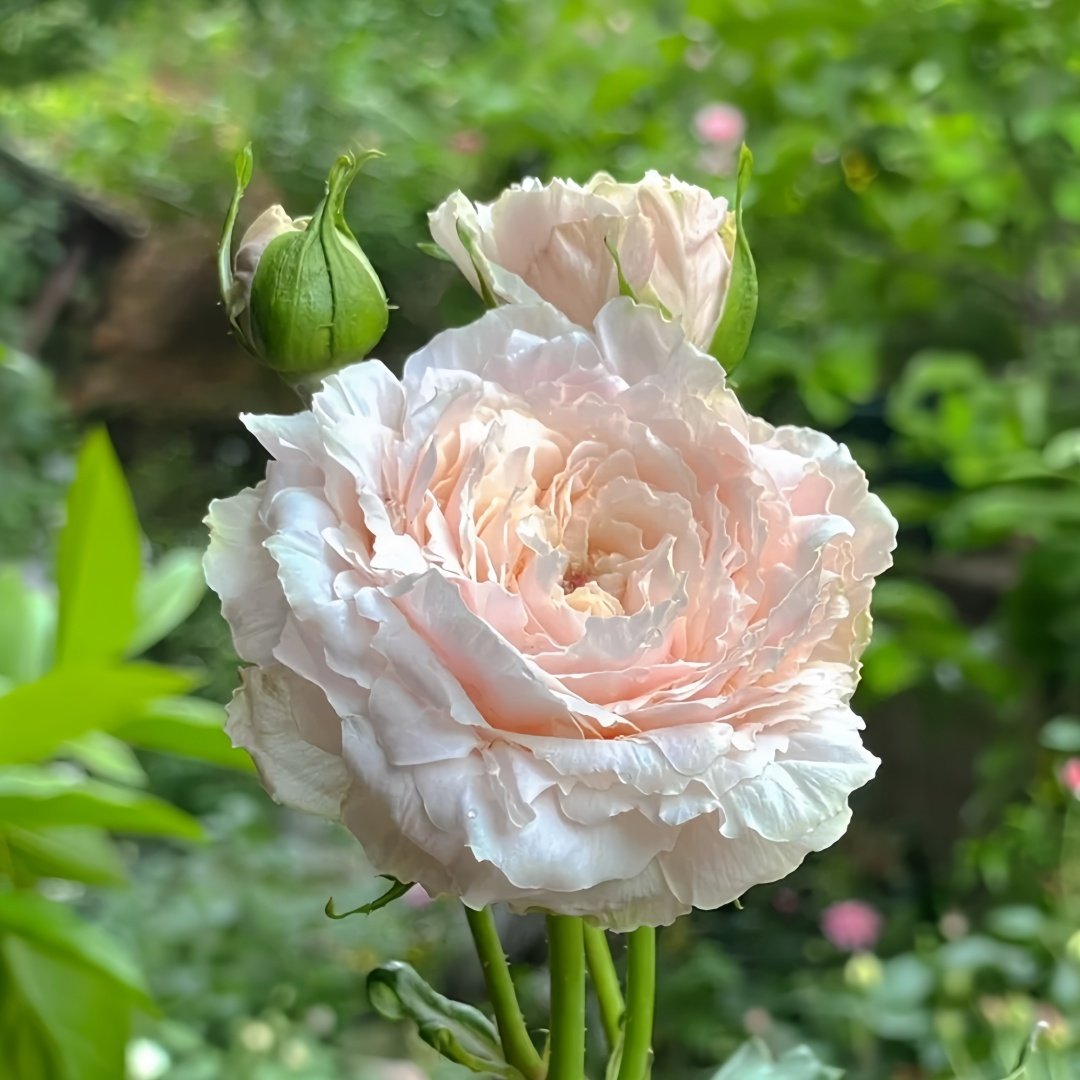 Tsumugi Rose Plant|紬-轻柔 image 1