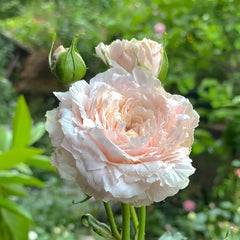 Tsumugi Rose Plant|紬-轻柔 image 1