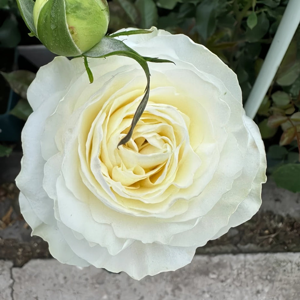 Coldplay Rose Plant|酷玩 image 8