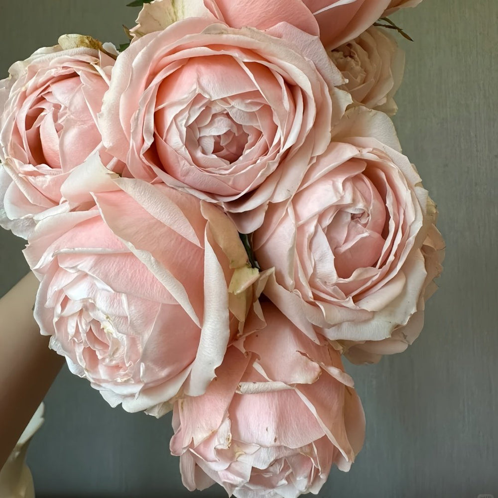 Rose Angers Rose Plant|娇媚昂热城堡 image 7