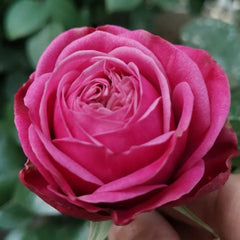 Party Trendsetter Rose Plant｜潮流派对 image 0