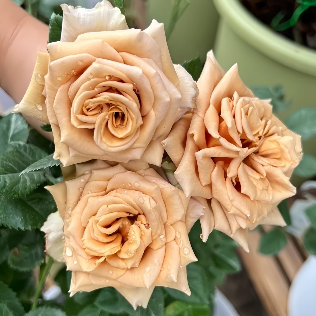 Toffee Rose Plant ｜太妃糖 image 5
