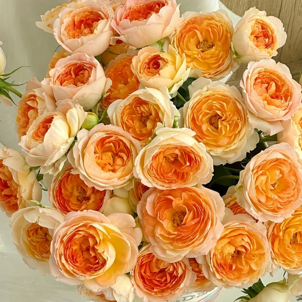 Princess Aiko Rose Plant|爱子公主 image 2