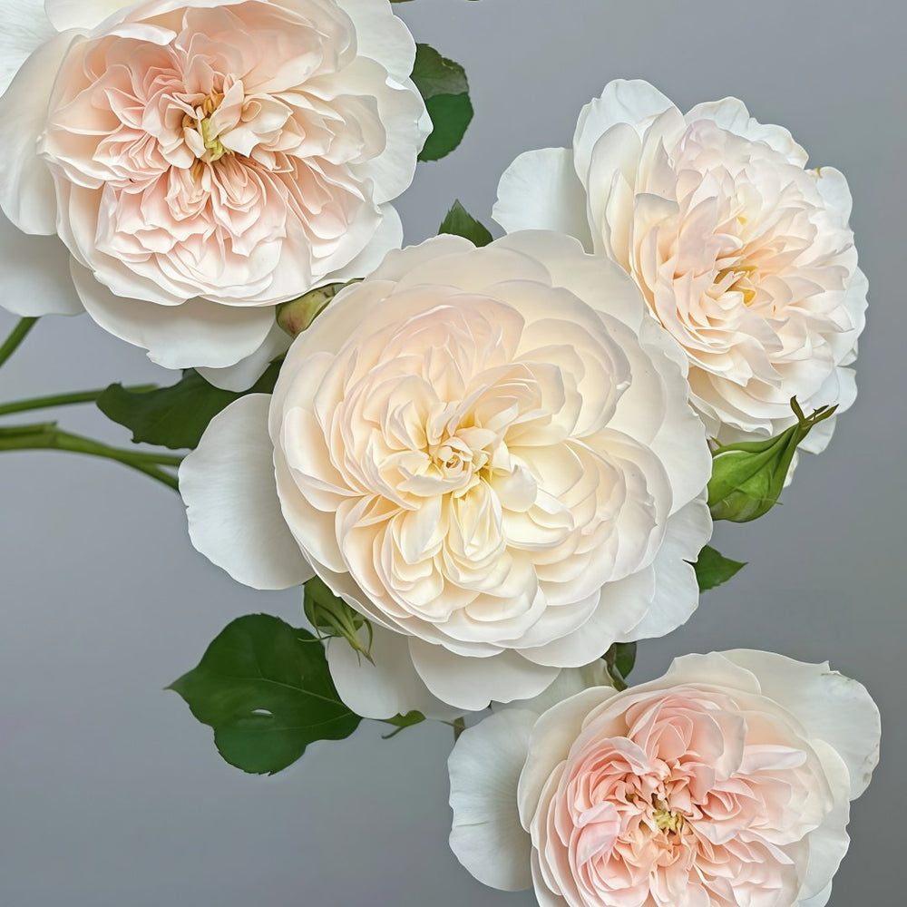 Queen of the Elves Rose Plant| 精灵女王 image 6