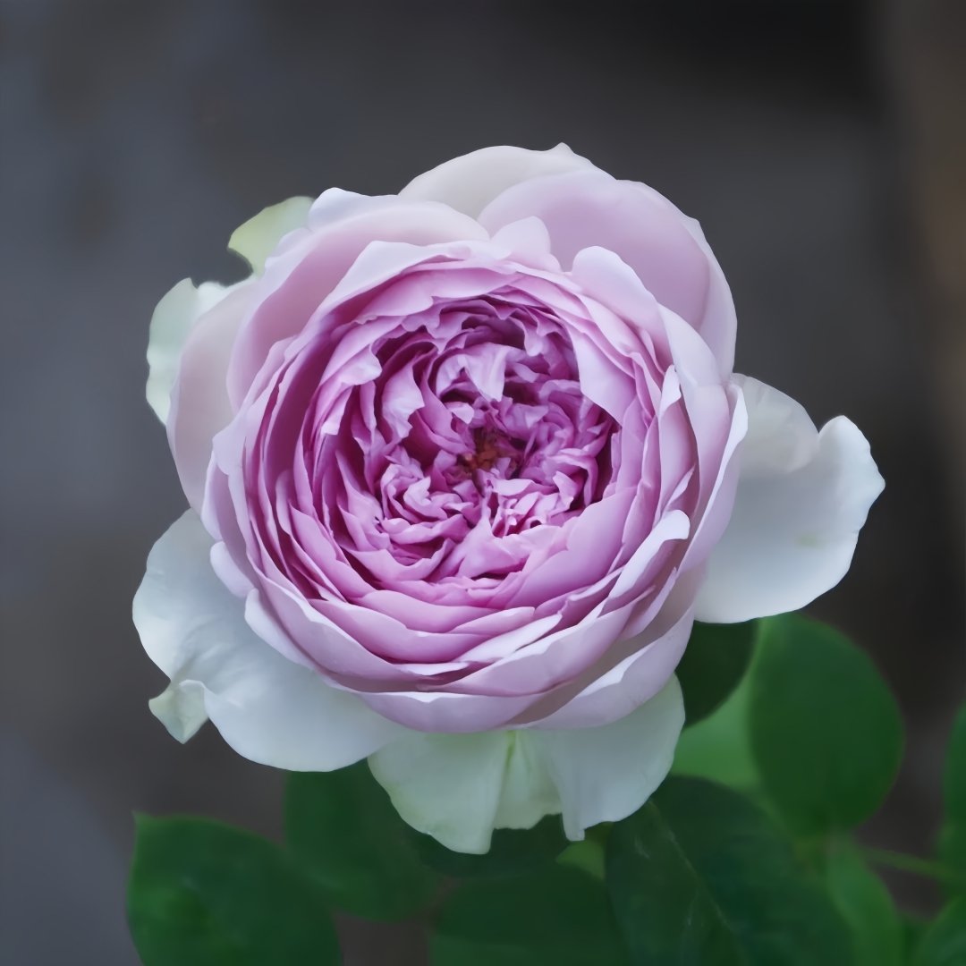 Coffret Rose Plant | 首饰盒 image 10