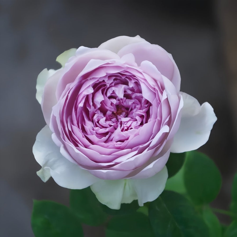 Coffret Rose Plant | 首饰盒 image 10