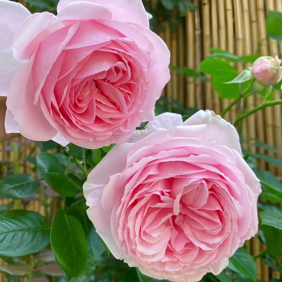 Wellenspiel Rose Plant|仙女泉 image 4