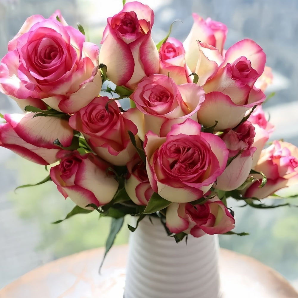 Monroe/Colour Shell Rose Plant｜梦露/彩色贝壳 image 6