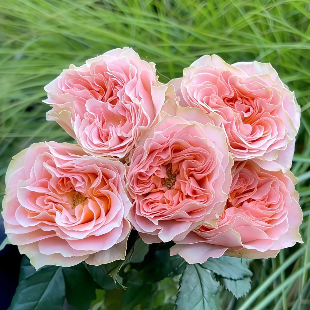 Living Coral Rose Plant |活力珊瑚 image 5