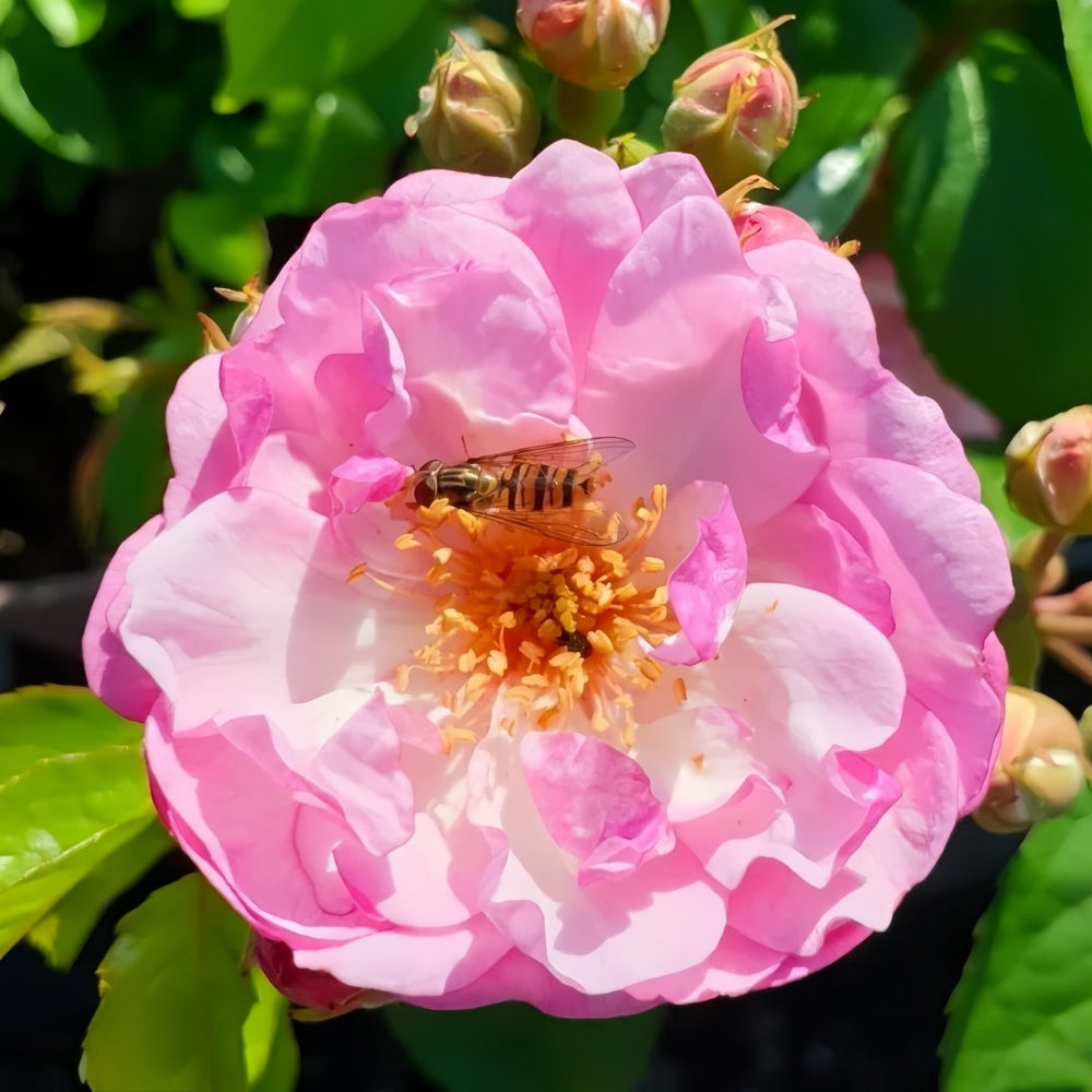 Lavender Siluetta Rose Plant|薰衣草剪影 image 1