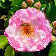 Lavender Siluetta Rose Plant|薰衣草剪影 image 1