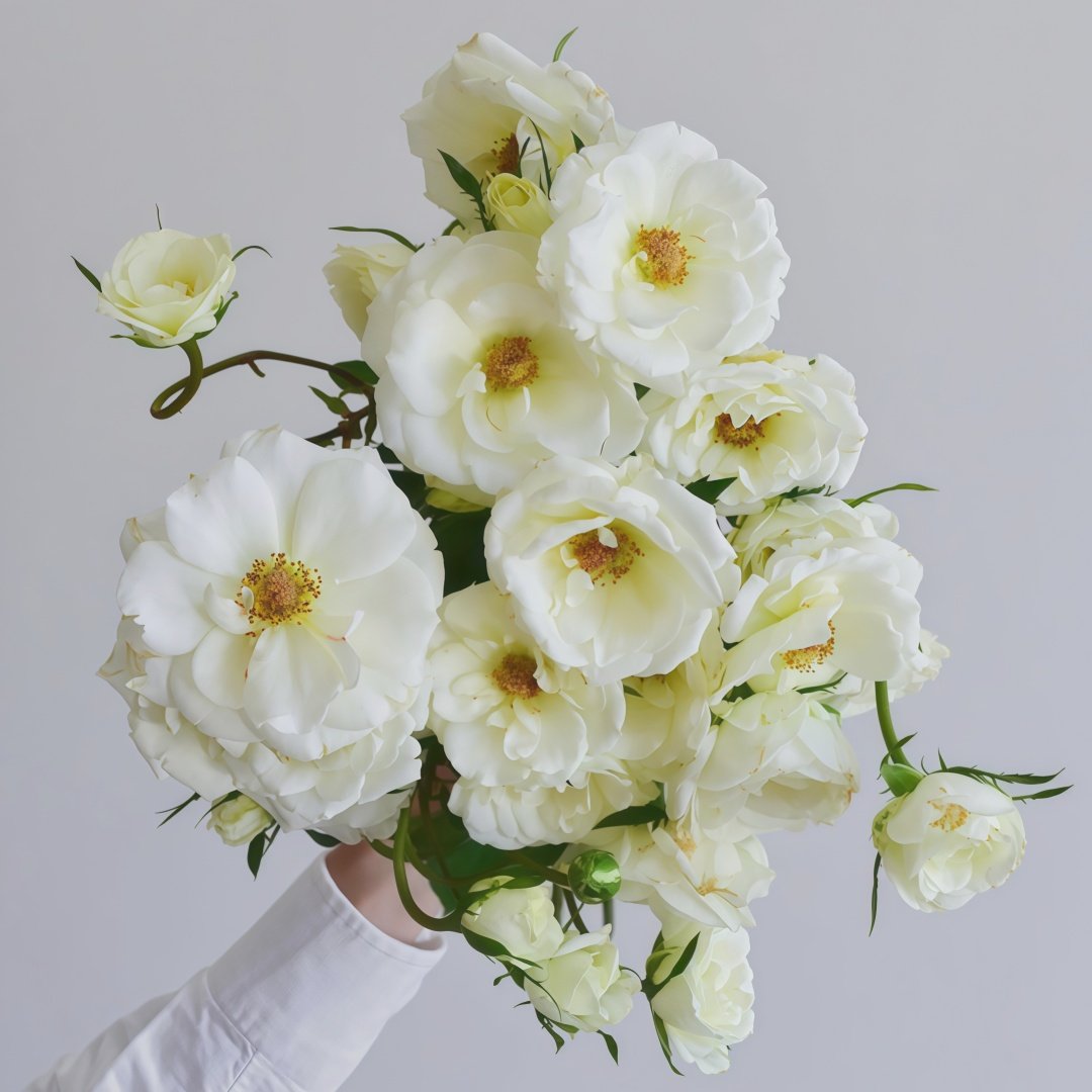 Mentor Rose Plant｜导师之花 image 0
