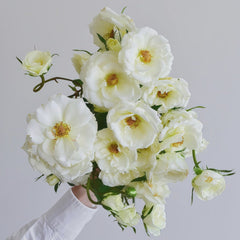 Mentor Rose Plant｜导师之花 image 0