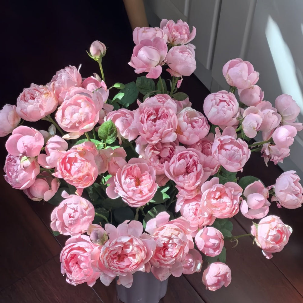 Midnight Seven Star Rose Plant｜午夜七星 image 7
