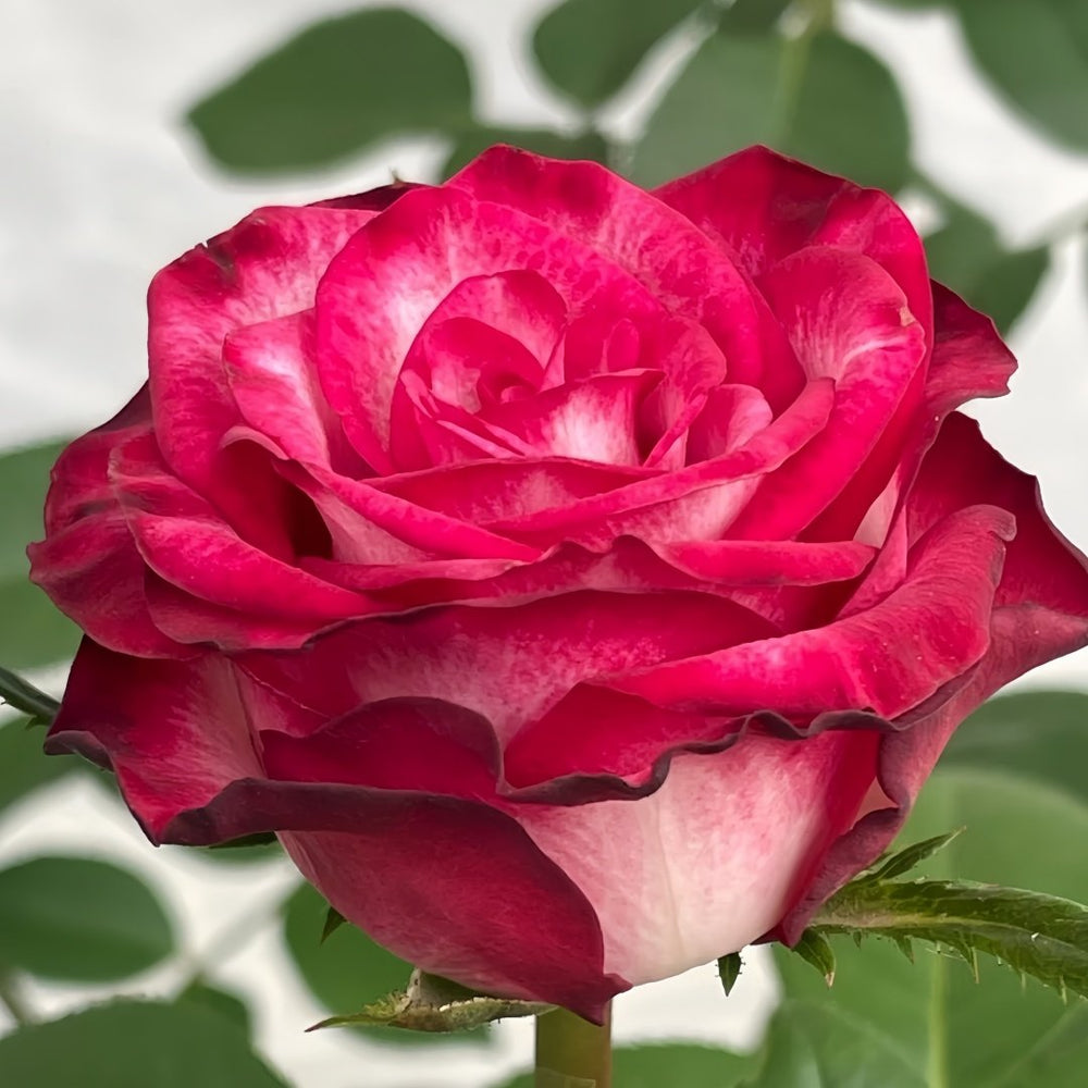 Ducati Rose Plant|杜卡迪 image 2