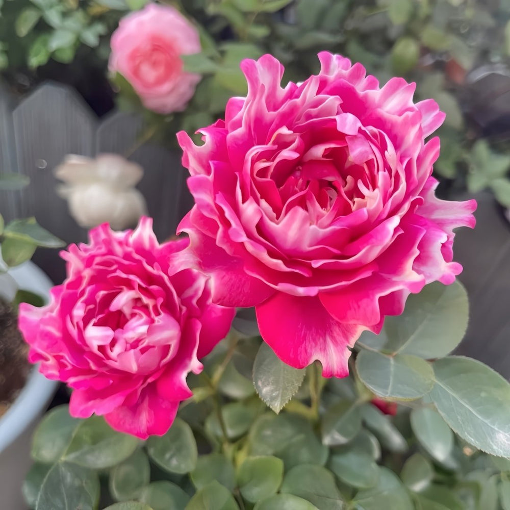 Purple Mist Rose Plant｜紫雾凝霜 image 4