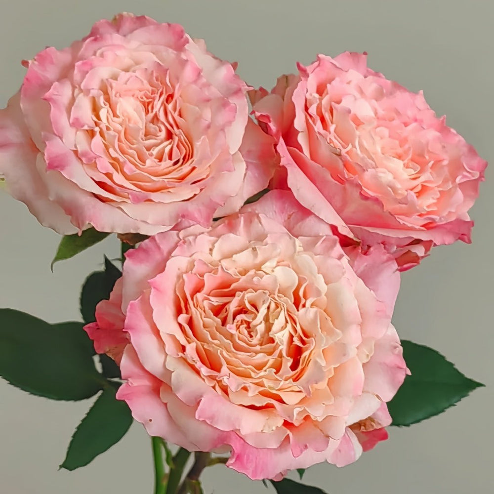 Taolesi Rose Plant|桃乐丝 image 7