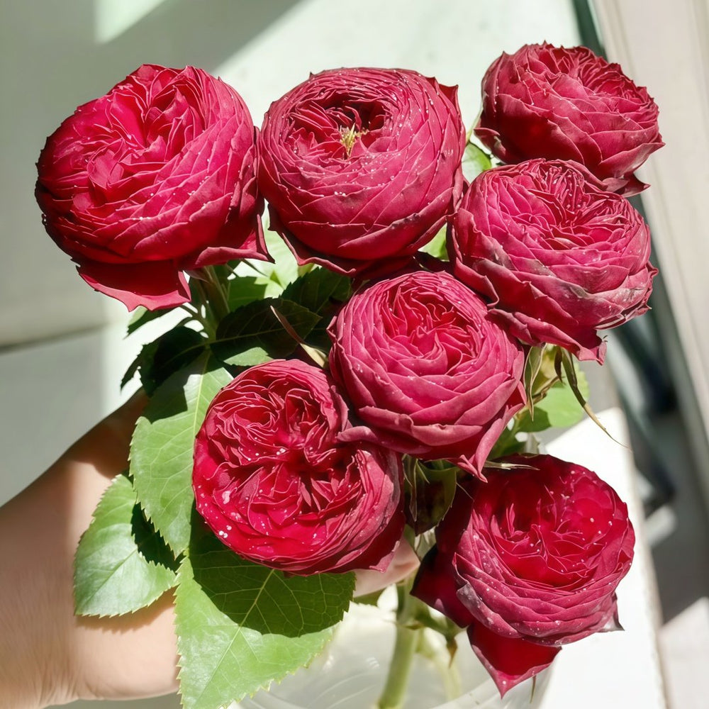 Grand Jubilee Rose Plant｜盛大庆典 image 6
