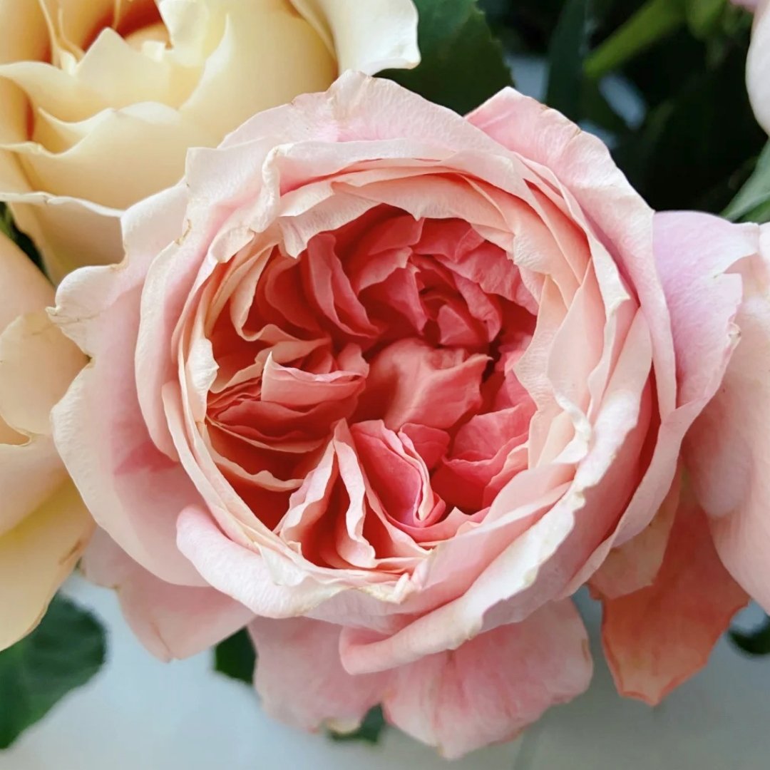 Princess Sakura Rose Plant|樱花公主 image 1