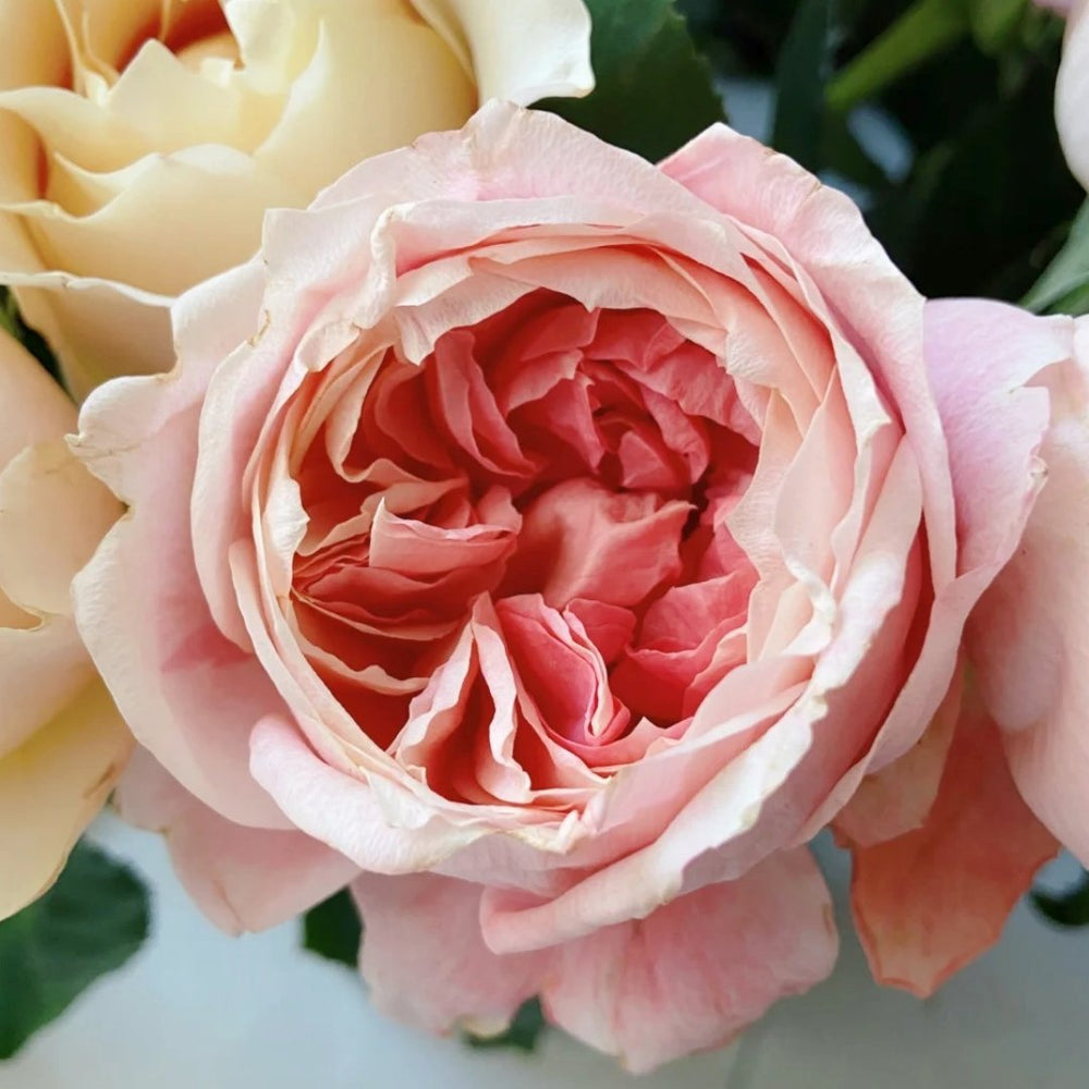Princess Sakura Rose Plant|樱花公主 image 1