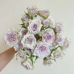 Silver Rain Rose Plant|银雨 image 0