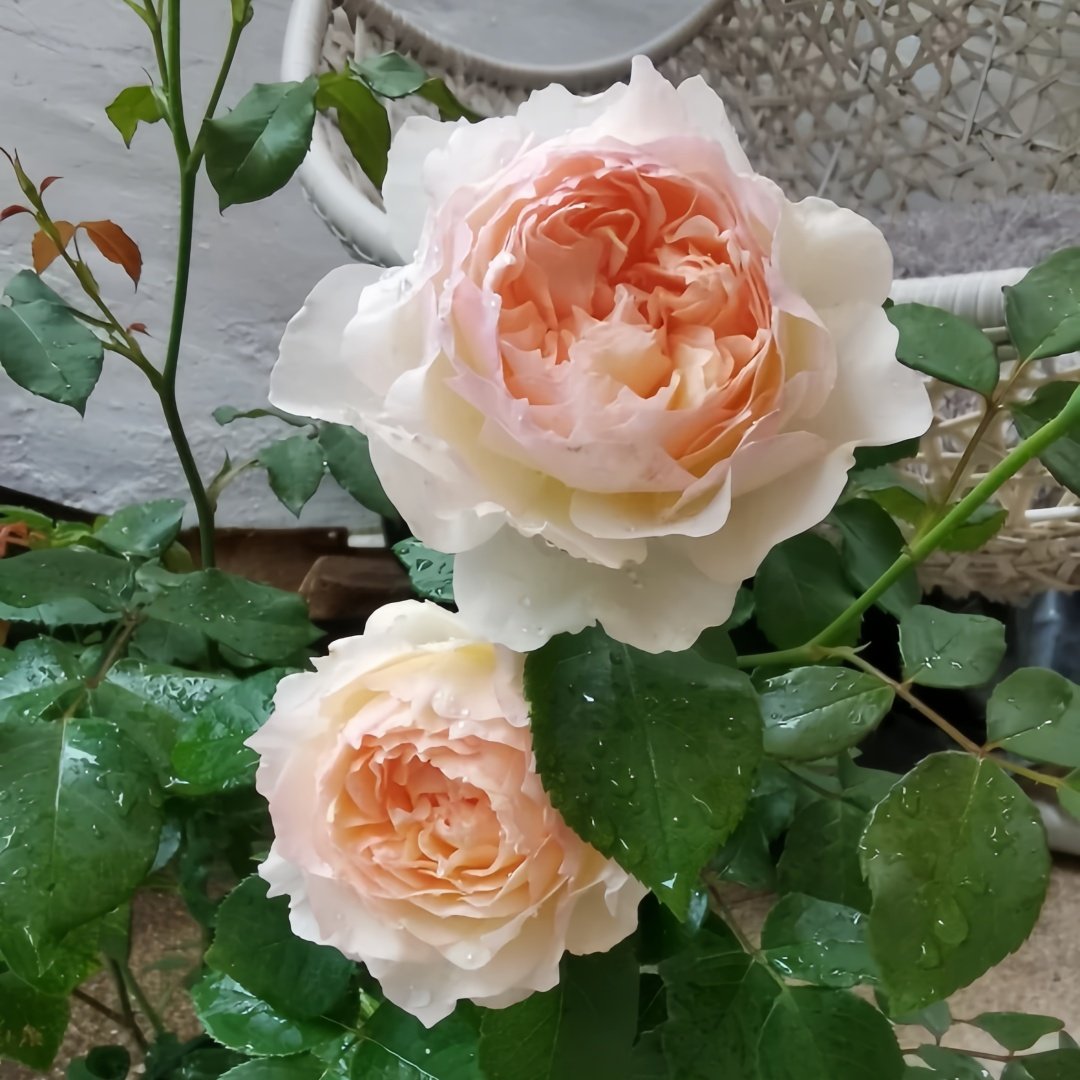 Returning to Spring Rose Plant|回春 image 8