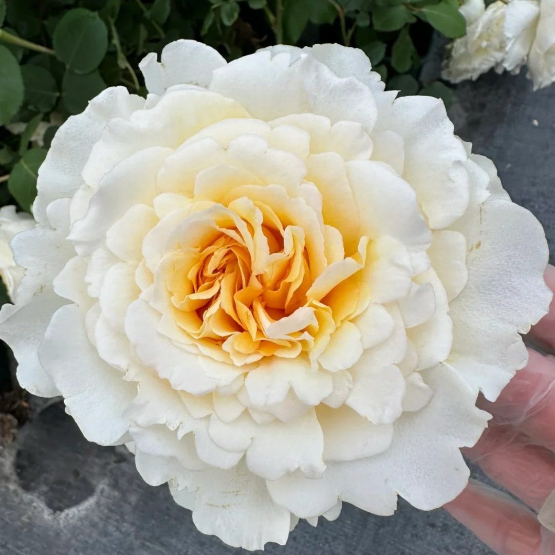 Liuxinsu Rose Plant｜流心酥 image 1