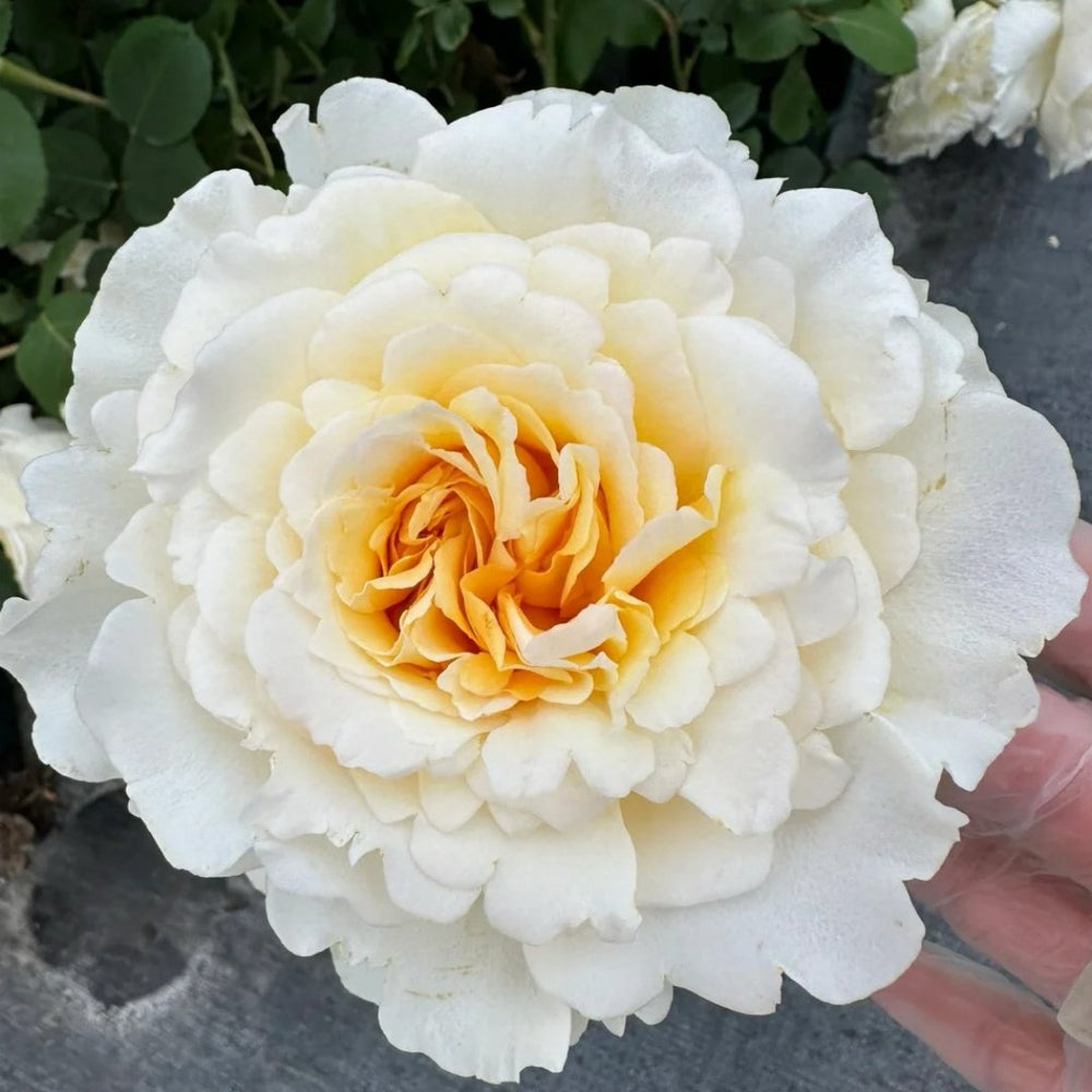 Liuxinsu Rose Plant｜流心酥 image 1