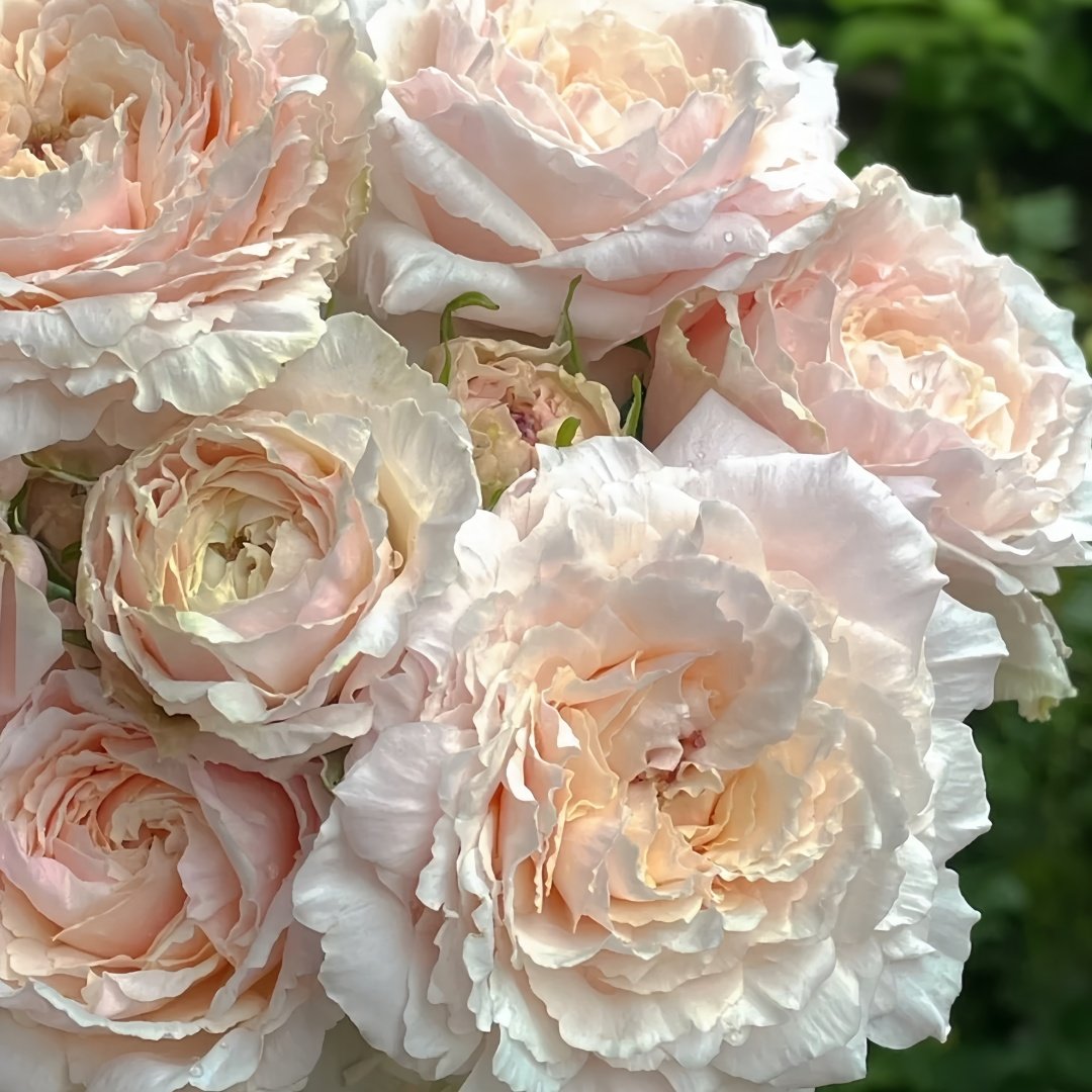 Tsumugi Rose Plant|紬-轻柔 image 6
