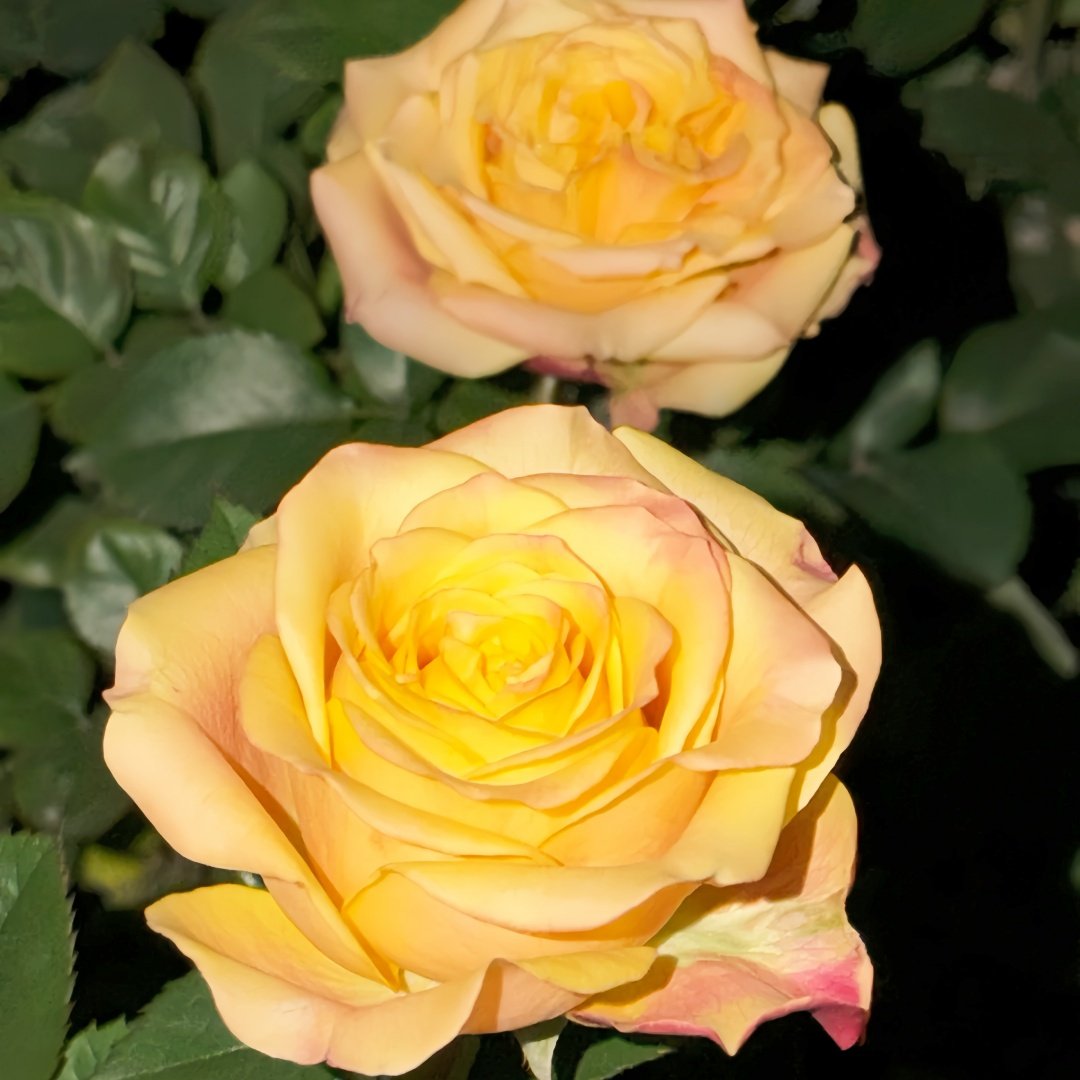 Wild Crown Rose Plant | 狂野王冠 image 7