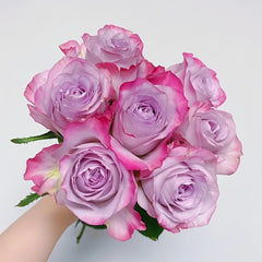 Glamorous Rose Plant ｜气场玫瑰 image 0