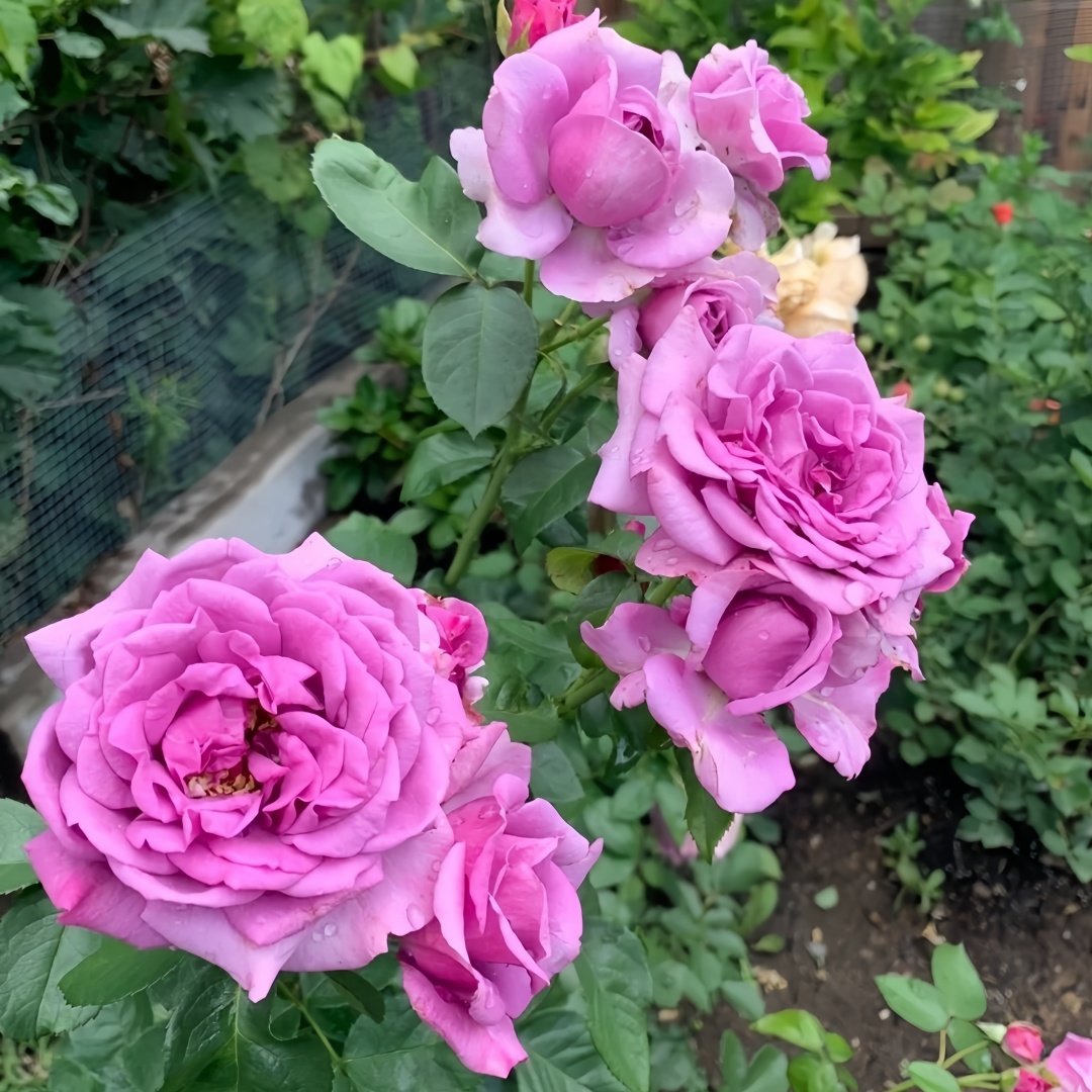 Quick Silver Rose Plant|快银 image 7