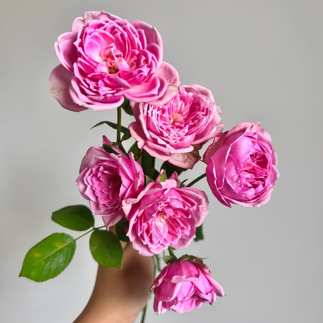 Miyako Rose Plant｜京/宫古 image 6