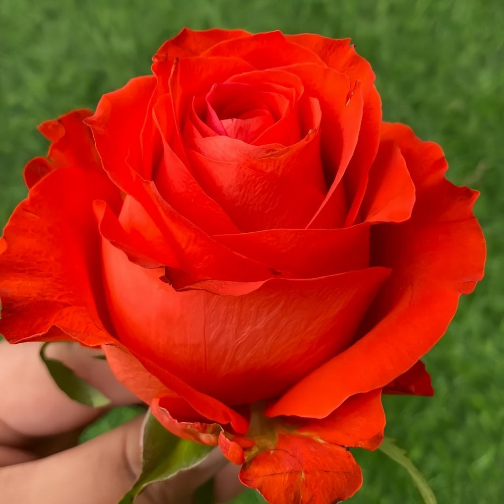 Sunset glow Rose Plant｜落霞 image 1