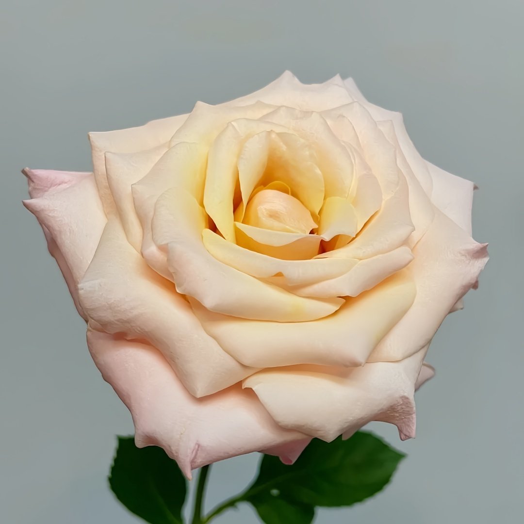 Mother of Pearl Rose Plant｜珍珠贝母 image 1